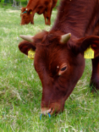 Japanese Shorthorn Cattle